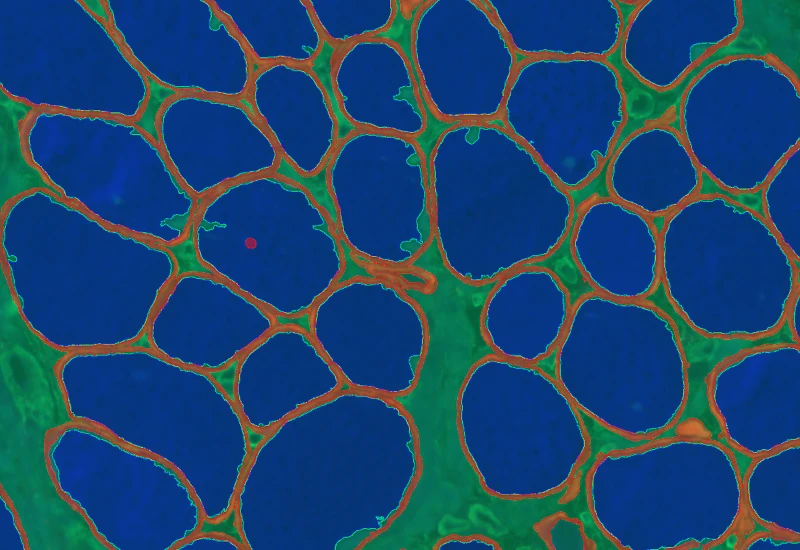 Dynamic Content Image